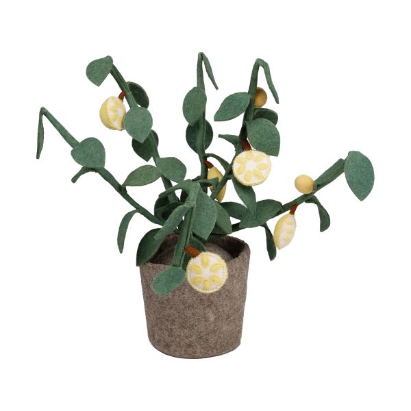 KidsDepot Plant Citrus 